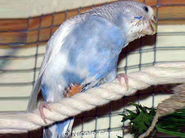 Wenige Tage nach der Operation wachsen bereits neue Federn