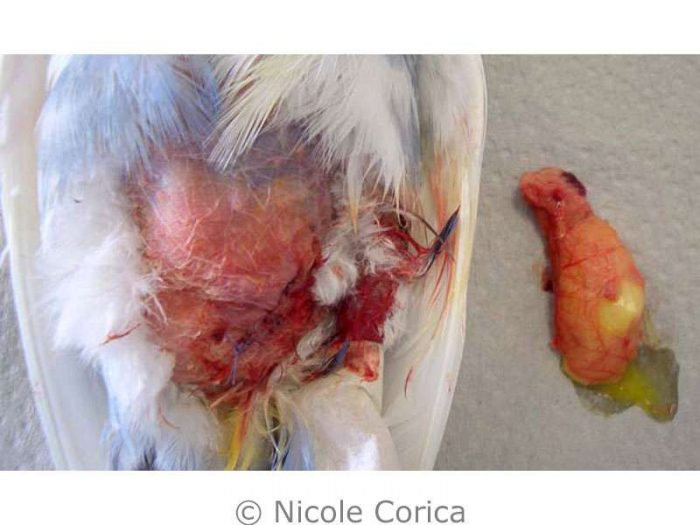 Wellensittichdame Lucius während der Operation noch in Narkose; rechts neben ihr liegt der eitrige, entzündete und soeben entfernte Legedarm.