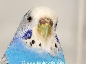 No need to worry here, because the beak and cere (nose) of this budgie only have leftovers from the last corn meal stuck to them.
