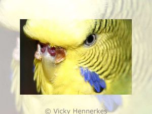 The cere of this female budgie has been destroyed by Knemidocoptes mites, it will never grow back again.