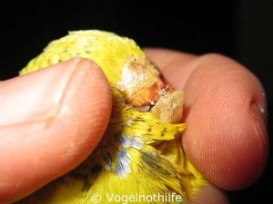 The lower beak of this budgie has become far too long and you can see the sponge-like structure caused by the mites.