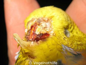 Just a few remnants of the yellowish keratin part of the upper beak (the rhamphotheca) cover the bone, the rest was torn off. The lower beak is severely malformed.