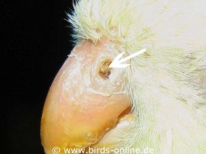 Diese braune Kruste in der Nase eines Katharinasittichs ist ein Nasenstein.