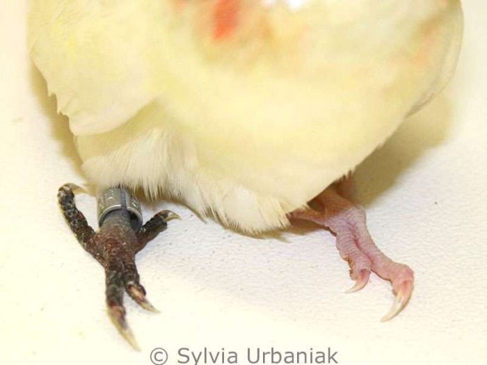 Der rechte Fuß dieses Wellensittichs ist abgestorben, was man an der schwarzen Färbung erkennen kann.