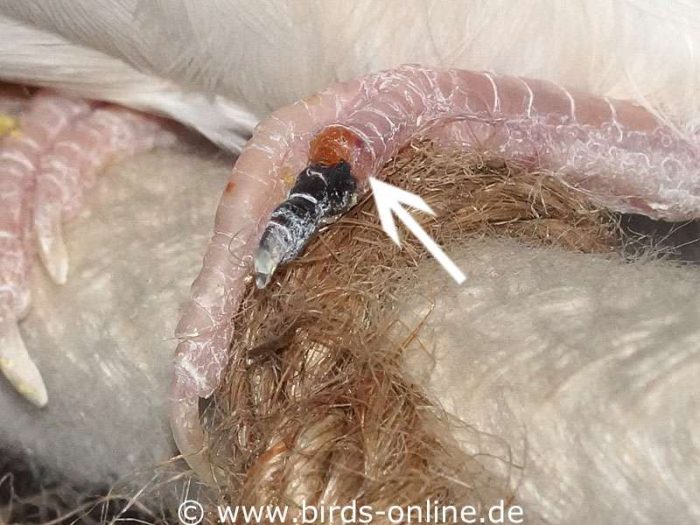 Der vordere schwarze Bereich des Zehs ist abgestorben, darüber befindet sich eine entzündete Stelle (siehe Pfeil); solche Verletzungen können bei Vögeln zu einer Sepsis führen.