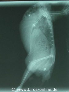 Röntgenbild eines Wellensittichweibchens mit normaler Knochendichte.