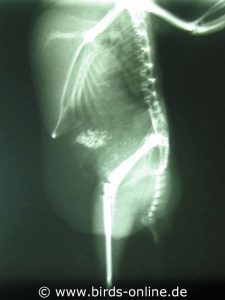Röntgenbild eines Wellensittichweibchens mit zu dichten Knochen infolge einer Polyostotischen Hyperostose.