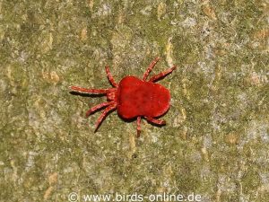 The red velvet mite (Trombidium holosericeum) is often mistaken for the red (bird) mite, but is harmless to birds.