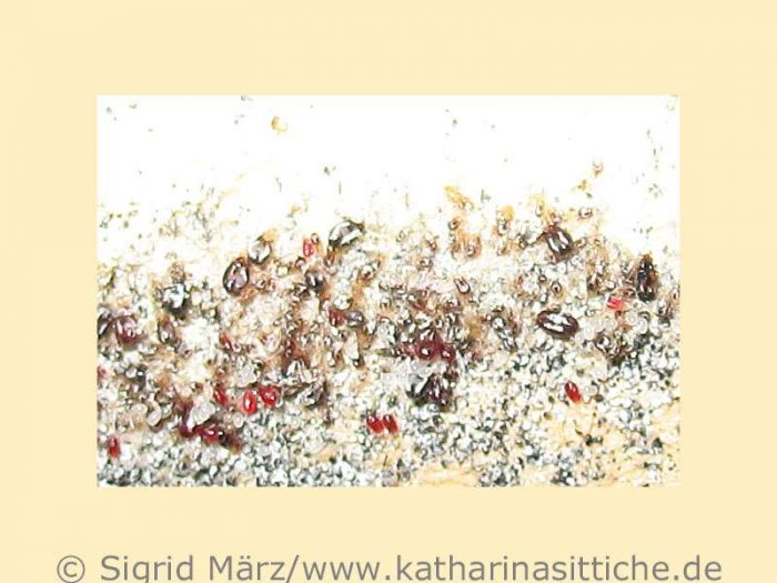 Rote Vogelmilben unterschiedlichen Alters und ihre Häutungsreste (Exuvien).
