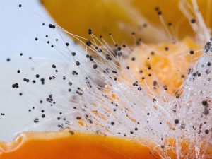 Schimmelpilze auf Nahrungsmitteln oder die Sporen dieser Pilze in der Raumluft können bei Vögeln zu Erkrankungen und Vergiftungen führen. © stux/Pixabay