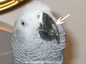 The brightened section on the upper beak of this Grey parrot has appeared due to a fungal beak infection.