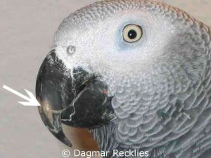 Usually, the beak of this Grey parrot should be all black, but it shows pale patches due to a fungal infection.