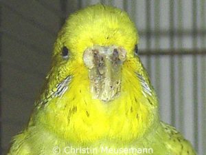 Fungal beak infection: Budgie Maja on 2005/10/17, right after being taken to an avian vet.