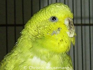 Budgie Maja on 2005/10/17 showing the symptoms of a fungal beak infection.
