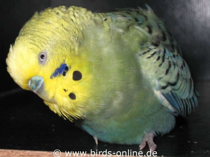 Das normalsichtige linke Auge wurde von Wellensittich Umbriel zum Betrachten der Umgebung eingesetzt.