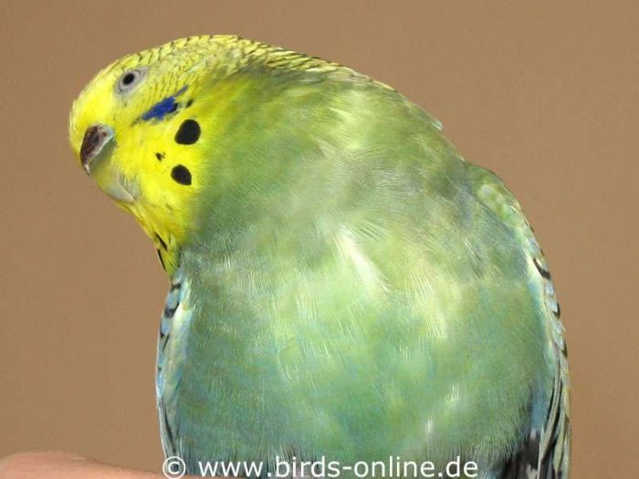 Weil sein rechtes Auge stark kurzsichtig geworden war, verdrehte Wellensittich Umbriel den Kopf immer recht stark, um mit dem gesunden linken Auge schauen zu können.