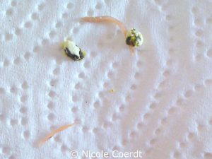 After treatment with Panacur, a budgie excreted these roundworms.