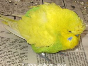 Viele Vögel, die an einem Trichomonadenbefall leiden, fühlen sich matt und plustern ihr Gefieder stark auf.