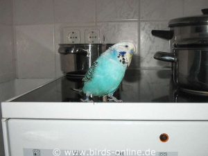 Die Küche ist ein gefährlicher Ort für Vögel, hier drohen Verbrennung und Verbrühungen des Körpers und der Augen.