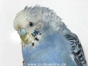 As a result of a yeast infection, this female budgie suffered from severe vomiting.