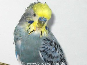 This male budgie's feathers are sticky because the bird vomited mucus due to candidiasis.