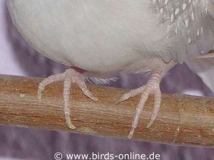 Die Zehenandordnung vieler Singvögel und Tauben (drei Zehen des Fußes weisen nach vorn, ein Zeh nach hinten) wird als Anisodactylie bezeichnet.