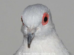 Seitlich am Kopf angeordnete Augen sind typisch für Vogelarten, die Fluchttiere sind; dazu gehören die meisten Heimvögel wie auch diese Diamanttaube.