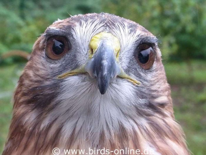 Vorn im Gesicht nebeneinander angeordnete Augen sind charakteristisch für Greifvögel und Eulen, also für Vogelarten, die aktiv jagen und dafür ein gutes räumliches Sehen benötigen – wie dieser Mäusebussard.