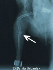 Auf dem Röntgenbild ist deutlich ein Knochenbruch im Bein eines Vogels zu erkennen.