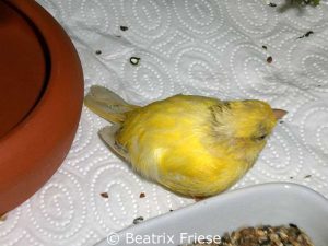 Kanarienvogeldame Martha saß´gern auf dem Käfigboden.