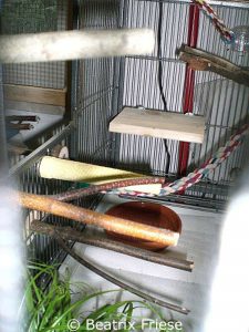 In ihrer behindertengerechten Voliere finden die Kanarienvögel treppenförmig angeordnete Stangen und Sitzbrettchen vor.