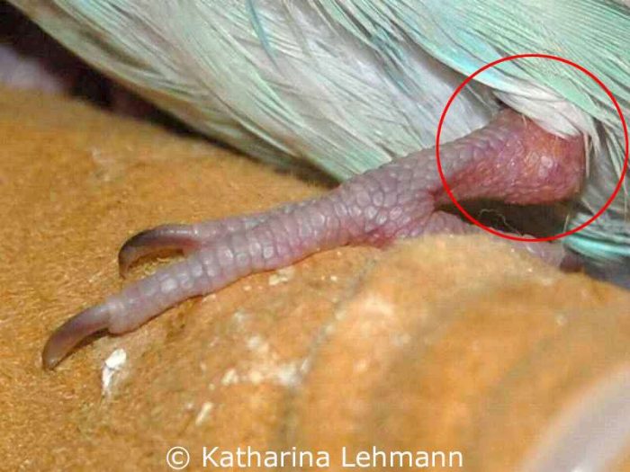 Gerötet und geschwollen ist das Gelenk am linken Bein, siehe Markierung.