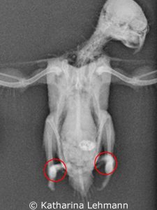 Röntgenbild des an Rachitis leidenden Wellensittichs Lucky.