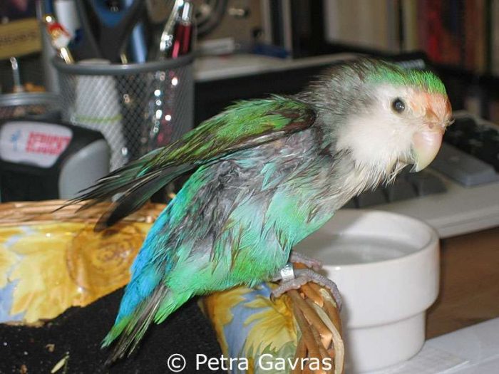 Der blinde Oraio nach dem Baden