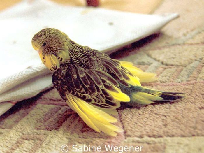 Das Wellensittichweibchen Daisy war der erste Featherduster in der Obhut von Sabine Wegener.