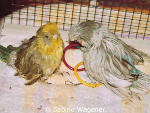 Annie (links) und Yannik waren Featherduster.