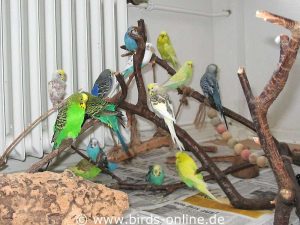 Gesunde und gehandicapte Vögel, darunter einige flugunfähige Tiere, auf dem gemeinsamen Kletterbaum.