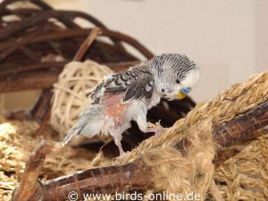 Vögel, die nicht fliegen können, benötigen Klettermöglichkeiten aus unterschiedlichen Materialien wie Holz, Baumwolle oder Stroh.