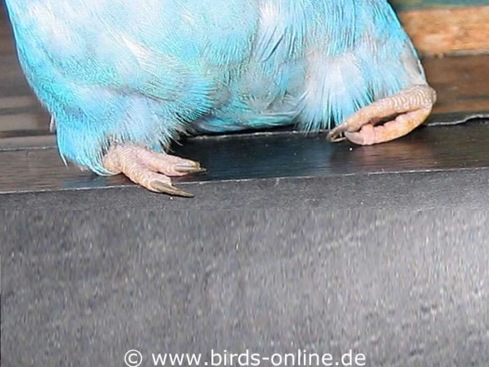 Bei einer Rachitis, die die Beine der Vögel betrifft, sind die Füße oft nach innen gedreht.