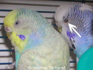 Zeigen sich bei Vögeln auf Fotos immer solche grauen 'Lichtreflexe' im Auge, kann es sein, dass sich in dem Sehorgan eine Trübung befindet und das Tier bereits seine Sehfähigkeit verloren hat.