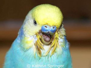 The upper mandible (beak) of this budgie is broken, the wound is covered with a dark blood crust.