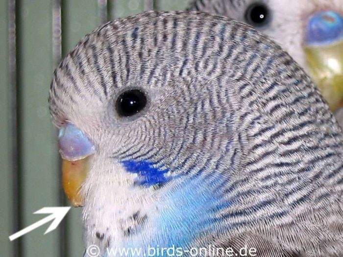 Diesem jungen Wellensittich fehlt die Spitze des Oberschnabels.