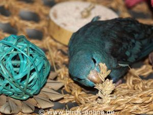 In Spielzeugen versteckte Futtermittel wie getrocknete Gräserrispen werden von blinden und sehenden Vögeln gleichermaßen gern angenommen.