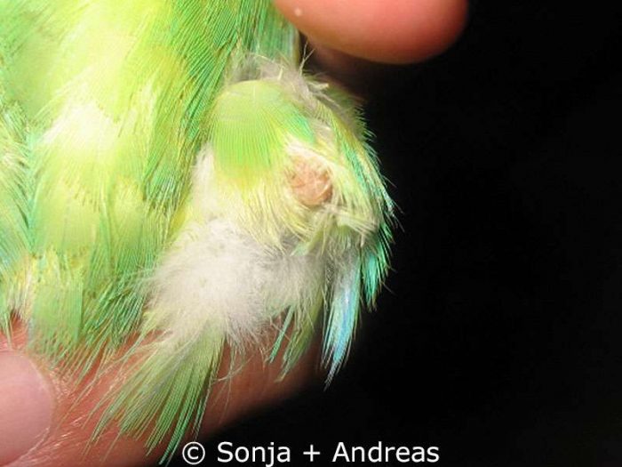 Bertis Beinstumpf nach der Operation