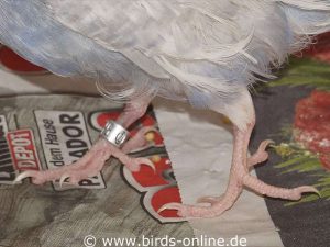 Die Zehenandordnung der Papageien (zwei Zehen des Fußes weisen nach vorn, zwei nach hinten) wird als Zygodactylie bezeichnet.
