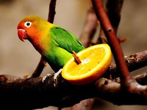 Viele Vogelarten vertragen frische Zitrusfrüchte wegen der darin enthaltenen Säure nur in Maßen. © Alexas_Fotos/Pixabay