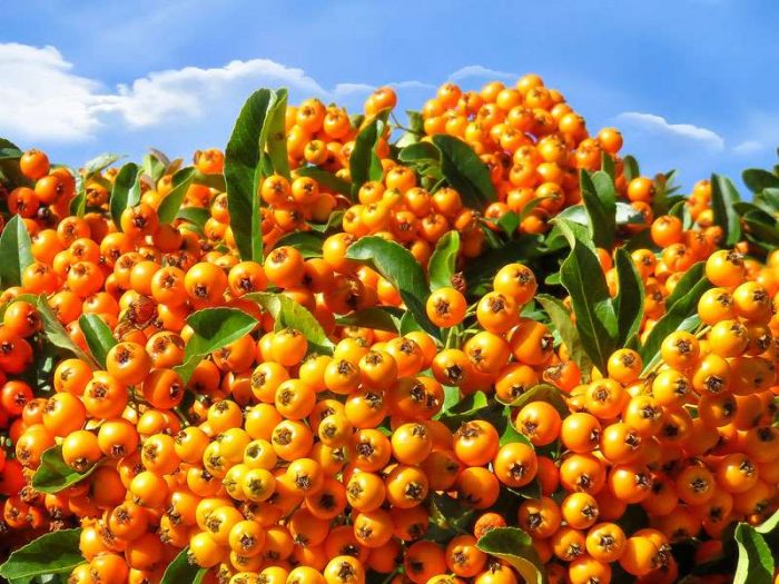 Scarlet firethorn (Pyracantha coccinea), fruits, © Gellinger/Pixabay