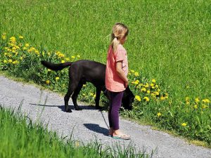 An Hunde-Gassistrecken sollte man sicherheitshalber keine Futterpflanzen für Vögel sammeln. © pasja100/Pixabay