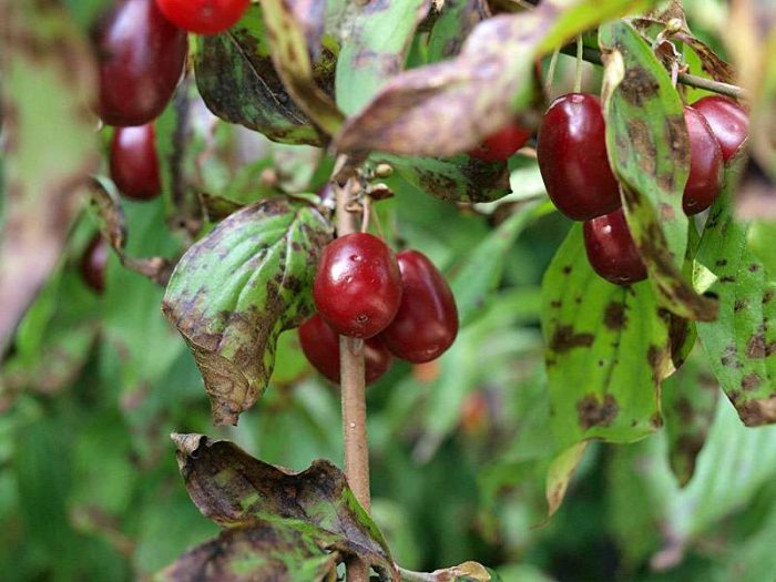 Kornelkirsche (Cornus mas), Früchte, © rolfwolle/Pixabay