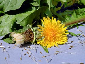 Dandelion is healthy bird food from nature. © Couleur/Pixabay